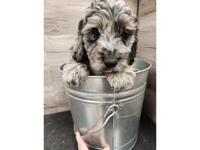 [#19811] Merle Male Miniature Goldendoodle Puppies For Sale