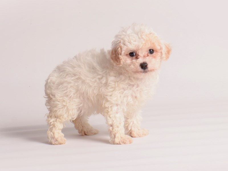 [#19983] White and Buff Female Toy Poodle Puppies For Sale