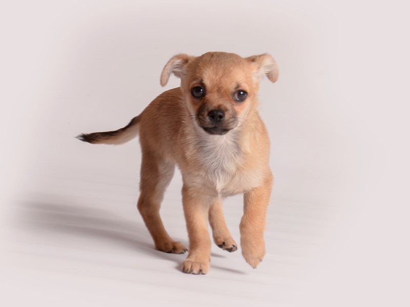 [#19981] Fawn Female Chihuahua Puppies For Sale #1