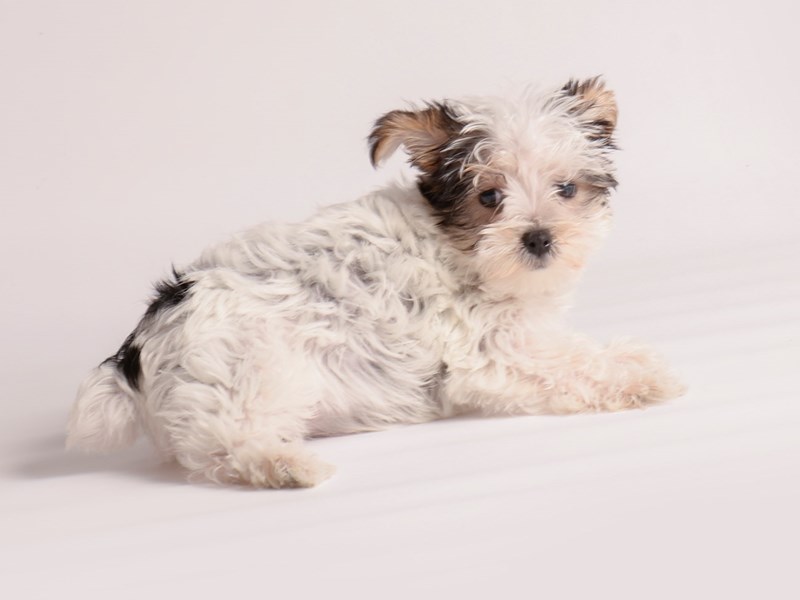 [#19977] Blk & Tn, Prti Female Yorkshire Terrier Puppies For Sale #1