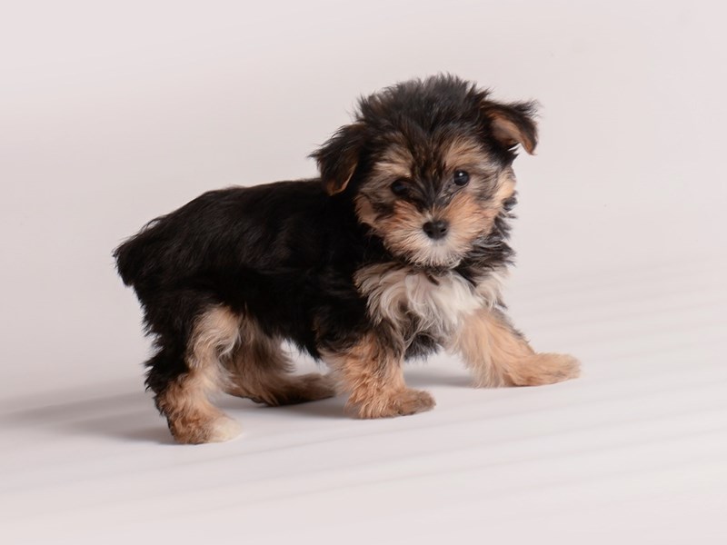 [#19976] Black / Tan Female Silky Terrier Puppies For Sale #1