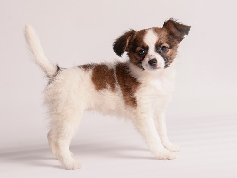 [#19975] Red / White Female Papillon Puppies For Sale #1