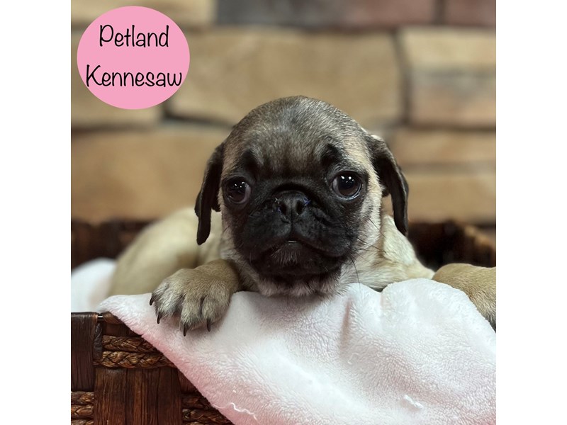[#28906] Fawn Female Pug Puppies For Sale