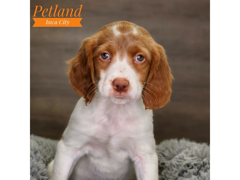 [#18511] Female Brittany Puppies For Sale
