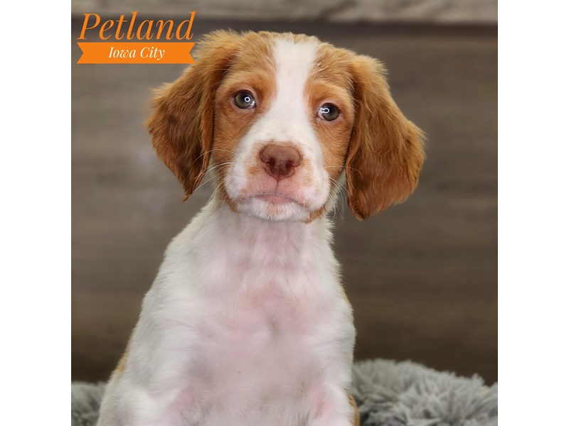 [#18510] Male Brittany Puppies For Sale #1