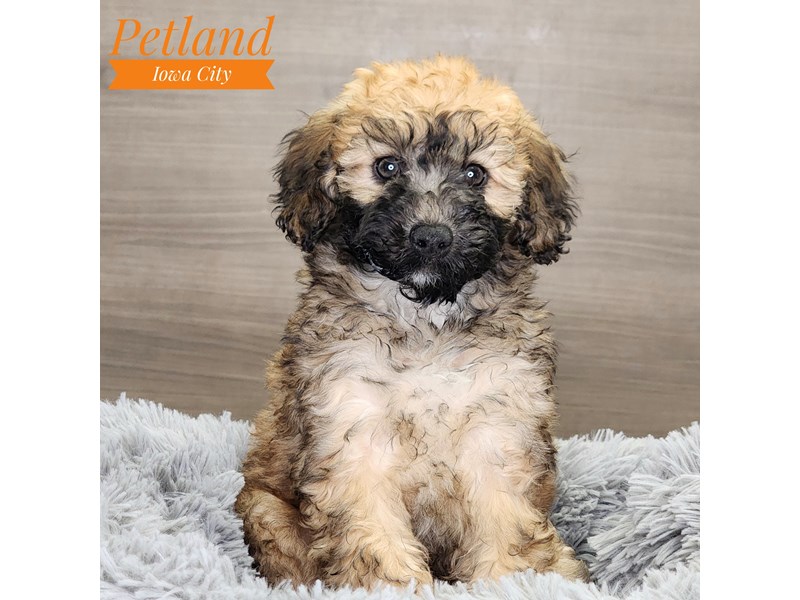 [#18519] Wheaten Female Whoodle Mini Puppies For Sale