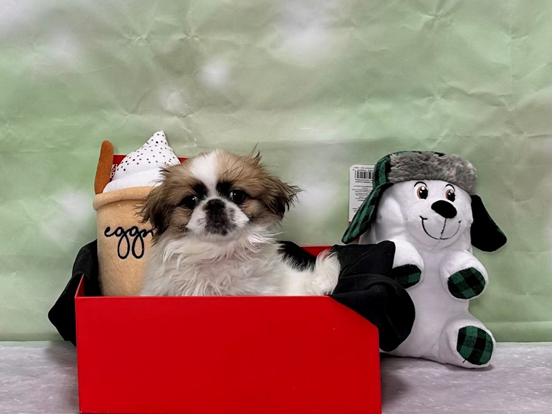 [#25876] Fawn Sable Female Pekingese Puppies For Sale