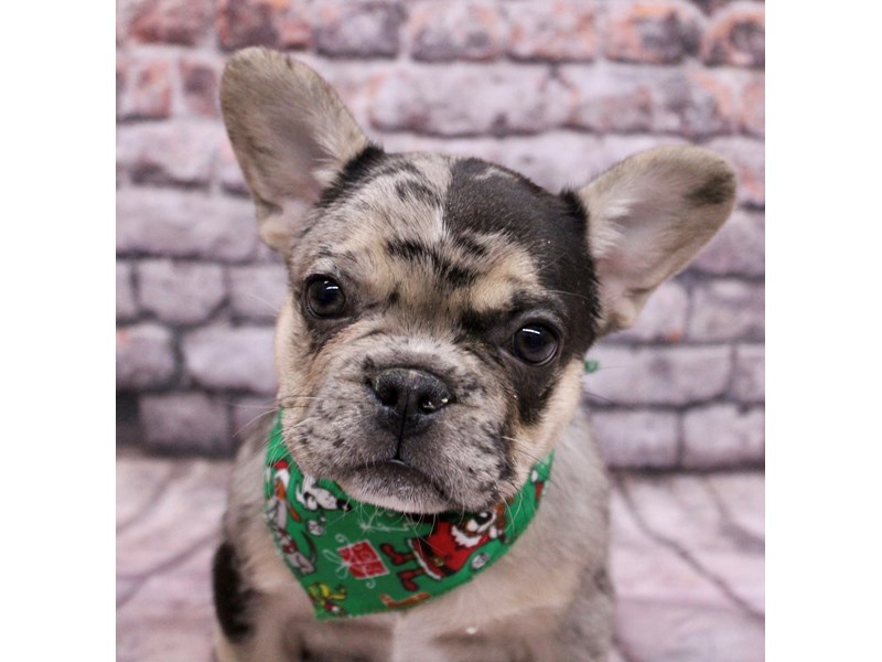 [#17623] Blue Merle w/ Tan Male French Bulldog Puppies For Sale #1