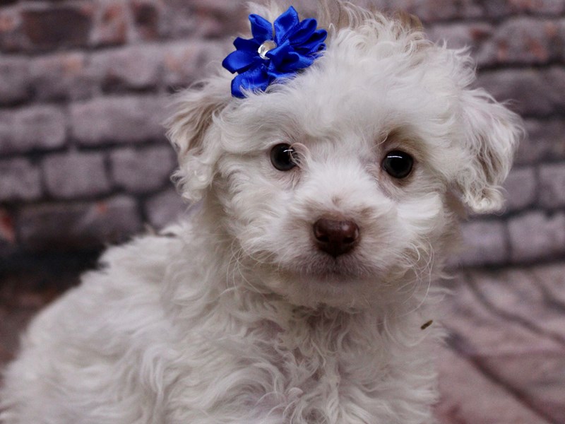 [#17639] Buff & White Female F1B Mini Bernedoodle Puppies For Sale