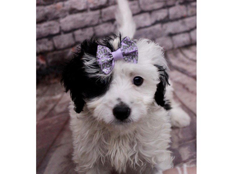 [#17637] Black & White Female F1B Mini Bernedoodle Puppies For Sale