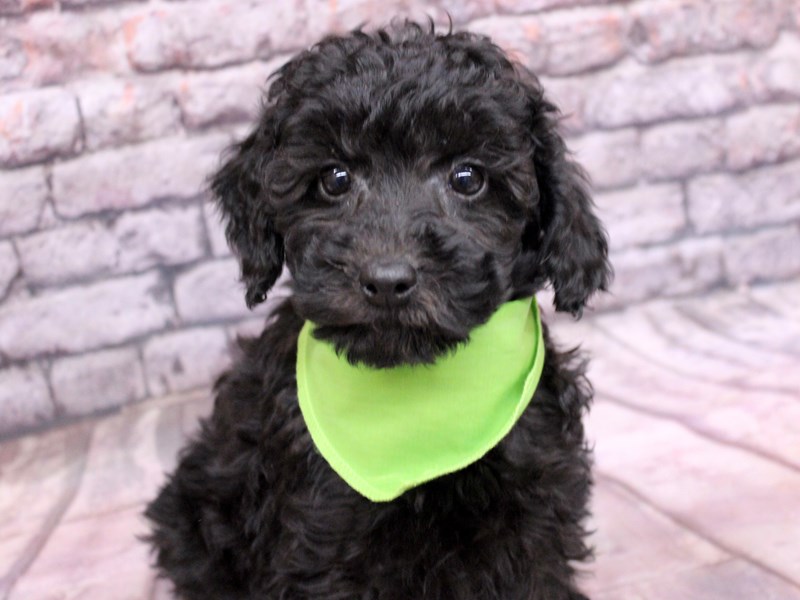 [#17631] Black Male Miniature Poodle Puppies For Sale