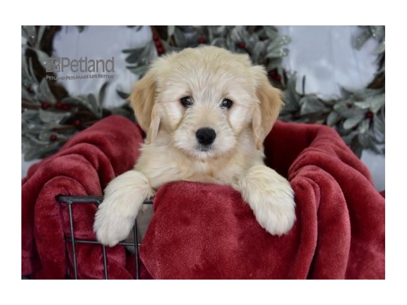 [#607] Golden Male Miniature Goldendoodle Puppies For Sale #1