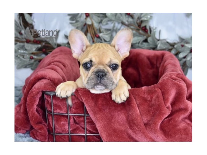 [#614] Fawn Merle Female French Bulldog Puppies For Sale