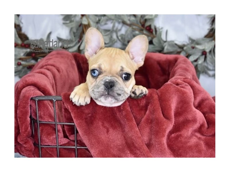 [#613] Fawn Merle Male French Bulldog Puppies For Sale #1