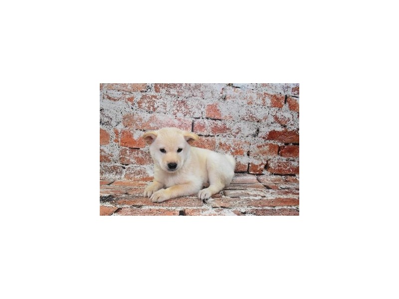 [#12708] Cream Male Shiba Inu Puppies For Sale