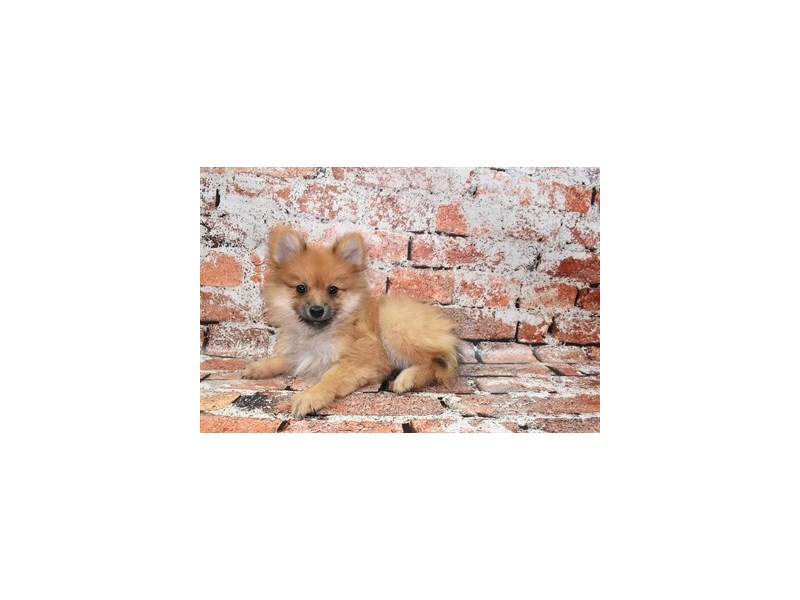 [#12707] Orange Male Pomeranian Puppies For Sale #1