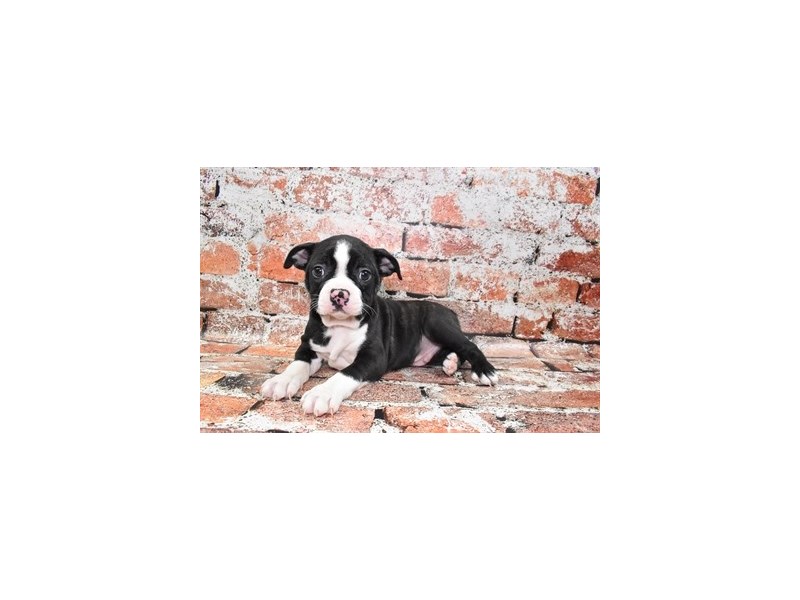 [#12711] Black Brindle and White Male Boston Terrier Puppies For Sale #1