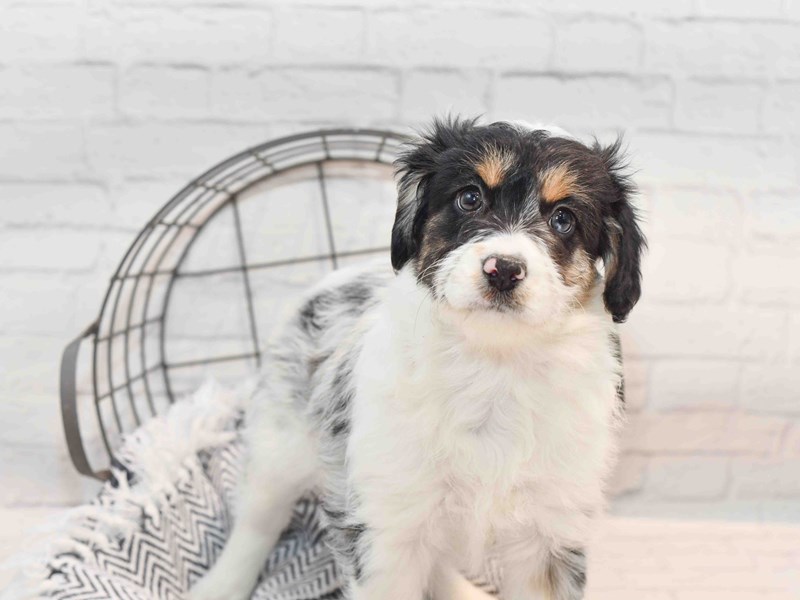 [#36162] Merle Tri Female Mini Aussiepoo Puppies For Sale #1
