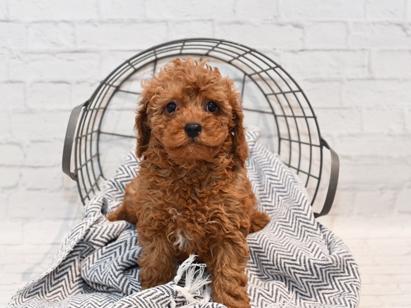 [#36175] Red Male Cavapoo Puppies For Sale
