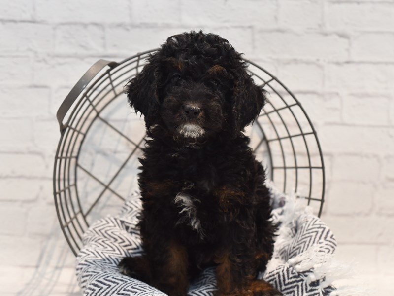 [#36159] Black Phantom Male Miniature Poodle Puppies For Sale #1