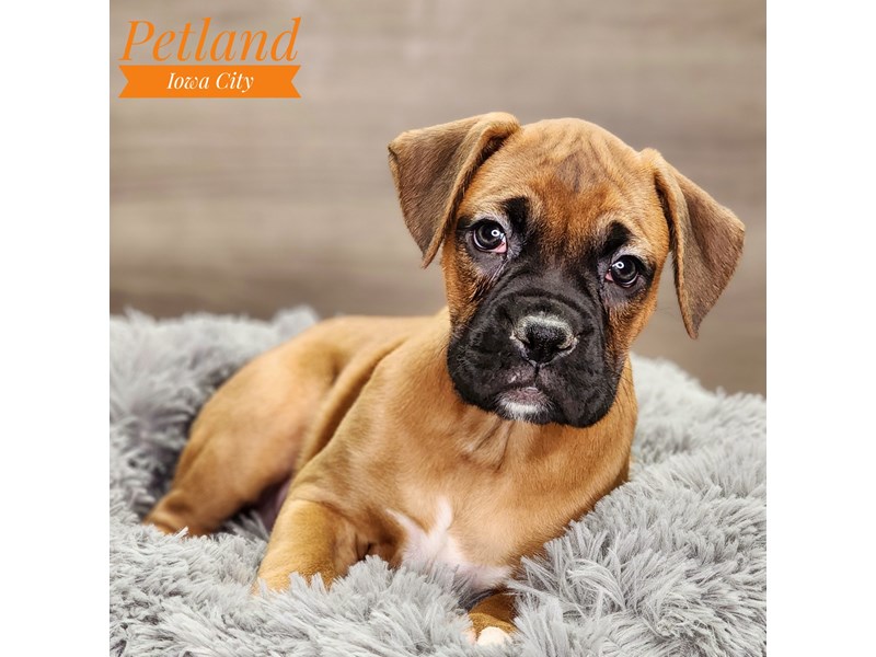 [#18535] Fawn Female Boxer Puppies For Sale #1