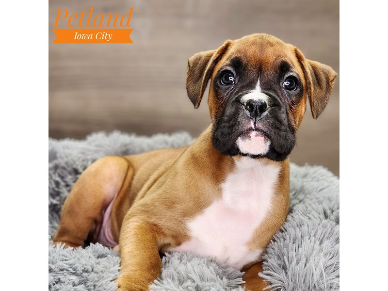 [#18536] Fawn Male Boxer Puppies For Sale