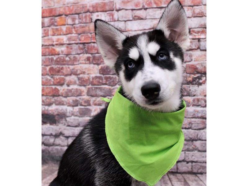 [#17642] Black & White Male Siberian Husky Puppies For Sale #1