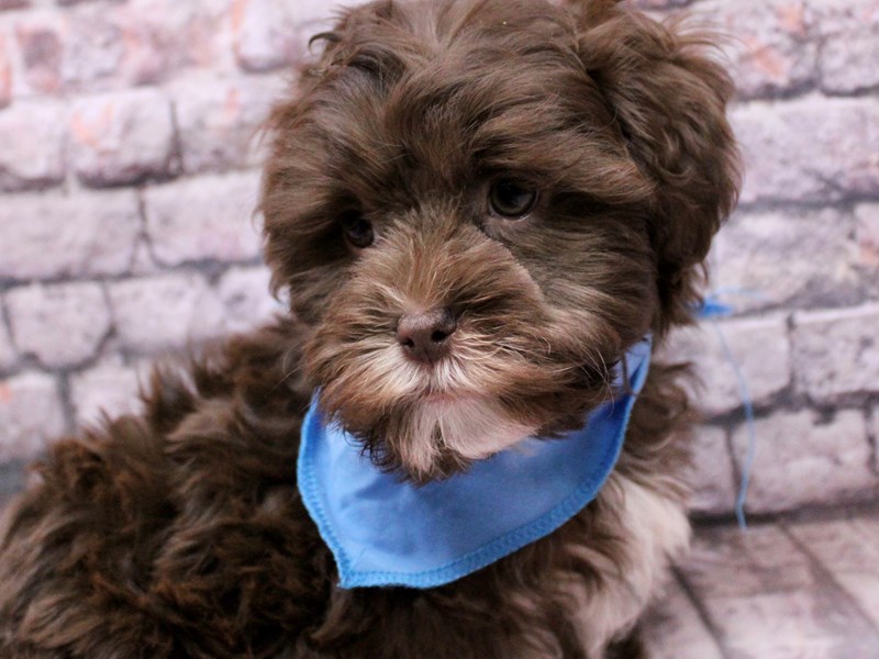 [#17645] Chocolate & White Male Shih Poo Puppies For Sale