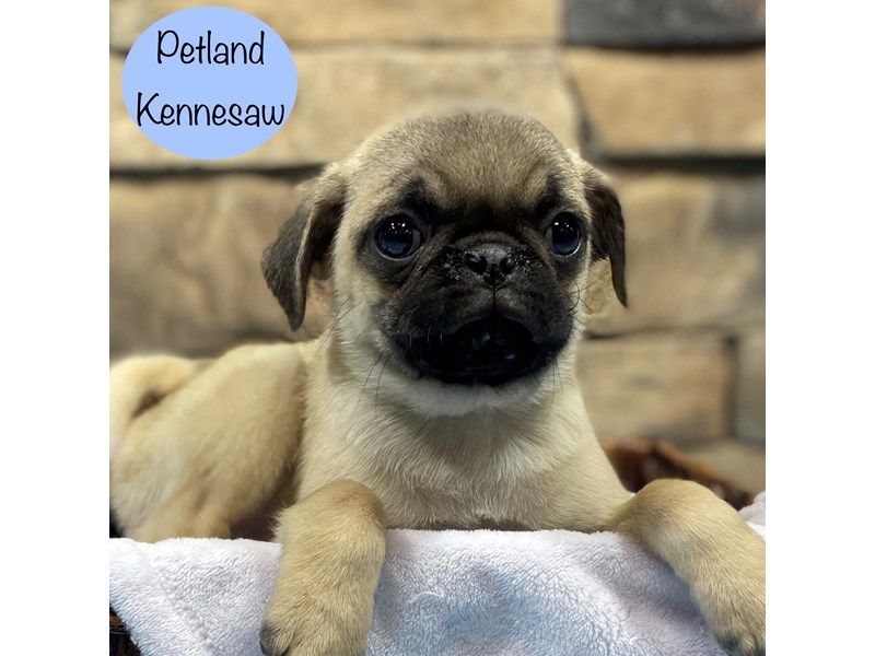 [#28938] Fawn Male Pug Puppies For Sale