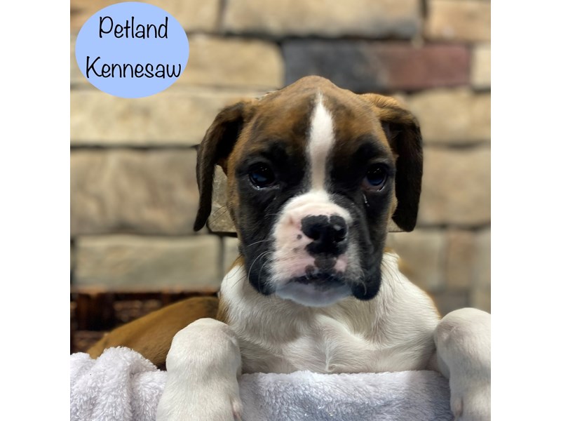 [#28945] Brindle Male Boxer Puppies For Sale #1