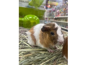 are guinea pigs as smart as dogs