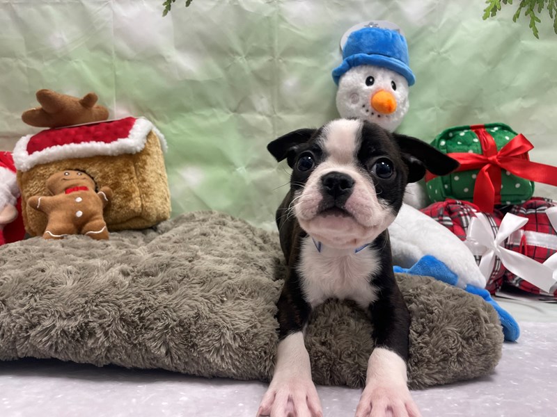 [#25950] Brindle and White Male Boston Terrier Puppies For Sale #1