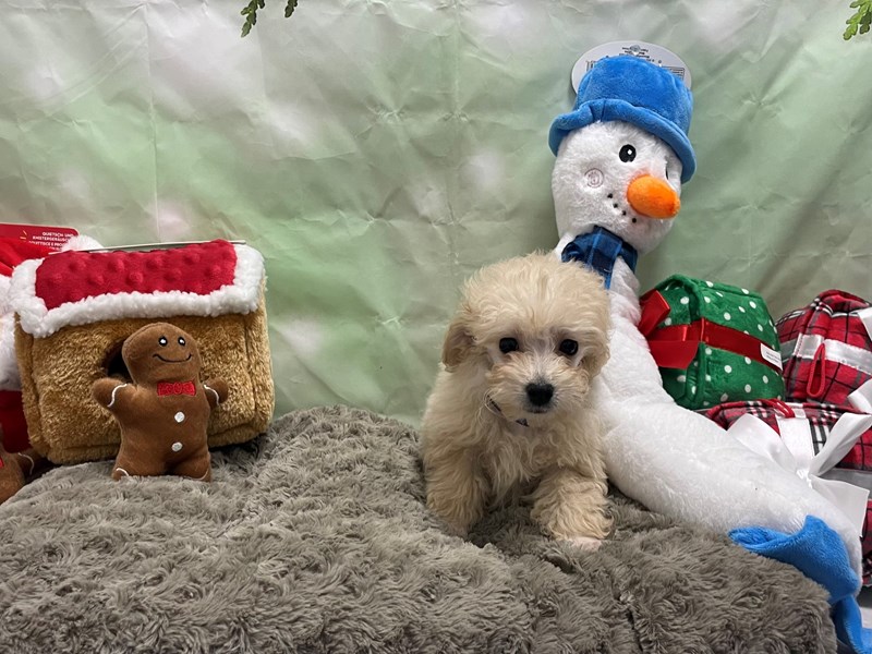 [#25945] Cream Male Poodle Puppies For Sale