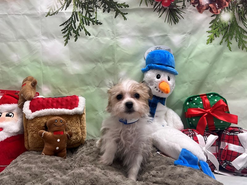 [#25957] Gold Male Maltese/Yorkshire Terrier Puppies For Sale
