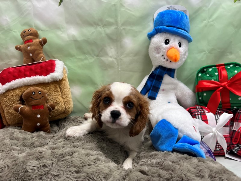 [#25951] Blenheim Male Cavalier King Charles Spaniel Puppies For Sale #1