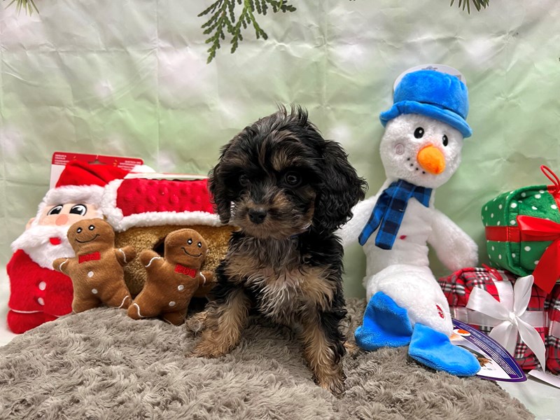 [#25931] Blue Merle / Tan Male Cavalier King Charles Spaniel/Poodle Puppies For Sale
