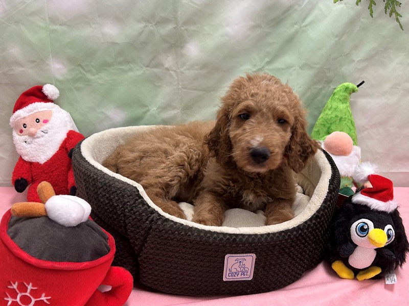 [#25960] Female F1B Goldendoodle Puppies For Sale