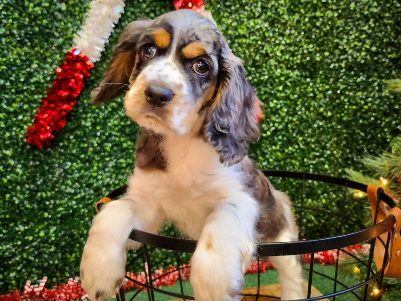[#12712] Blue Roan and Tan Female Cocker Spaniel Puppies For Sale #2