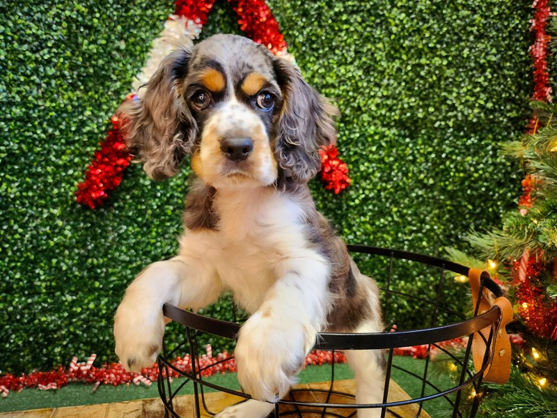 [#12712] Blue Roan and Tan Female Cocker Spaniel Puppies For Sale #4