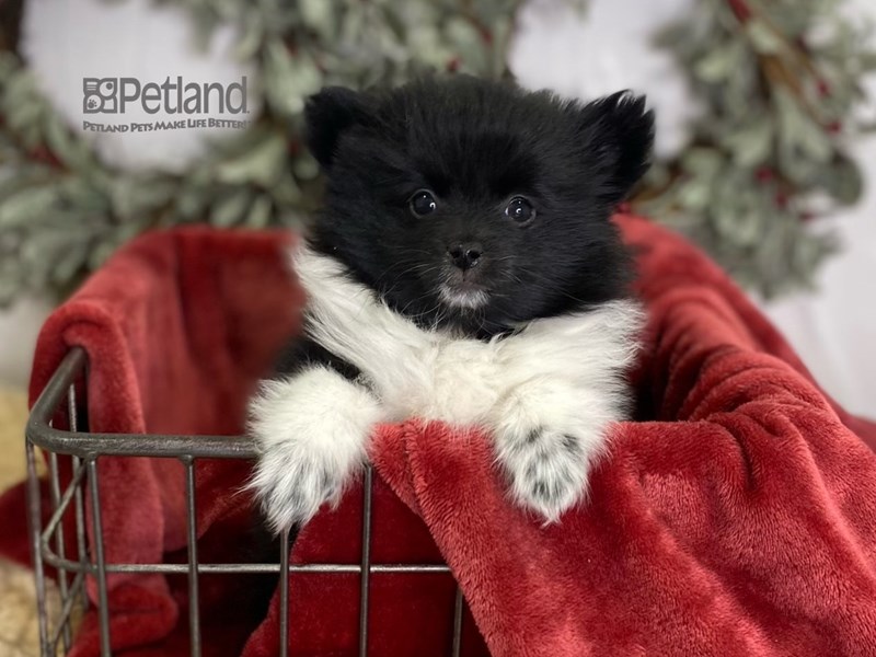 [#612] Black & White Male Pomeranian Puppies For Sale #1