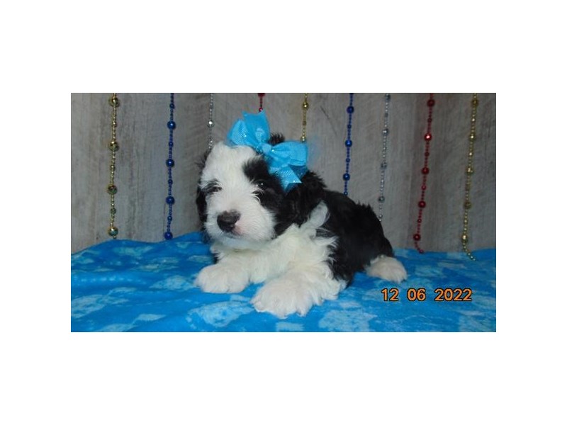 [#8532] Black / White Male Aussiechon Puppies For Sale #1