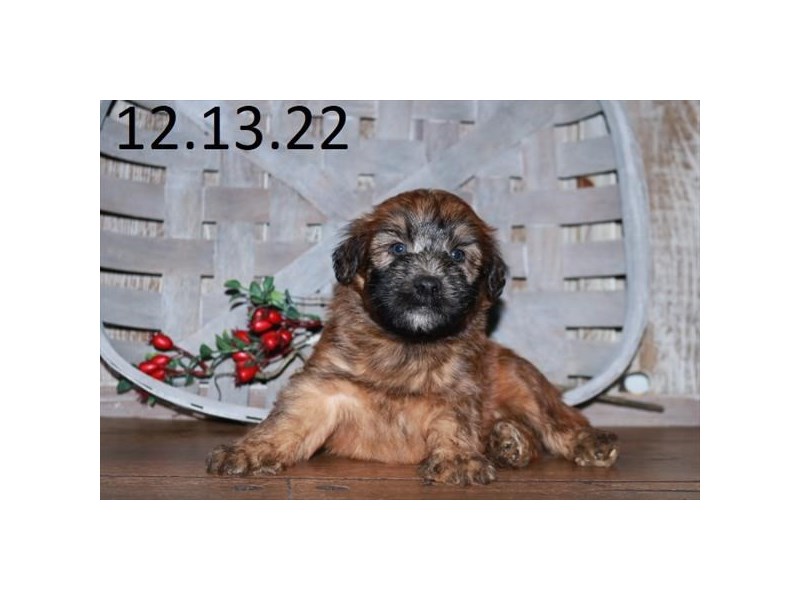 [#18561] Wheaten Male Soft Coated Wheaten Terrier Puppies For Sale