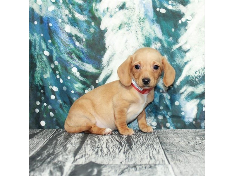 [#25972] Isabella Female Dachshund Puppies For Sale
