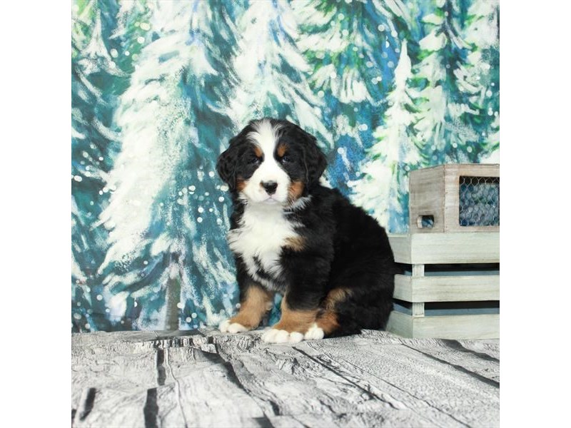 [#25967] Black White / Tan Male Bernese Mountain Dog Puppies For Sale