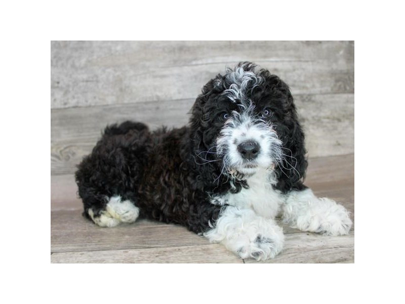 [#12720] Black Female Bernardadoodle Mini Puppies For Sale #1