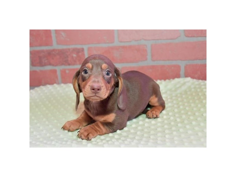 [#19836] Chocolate / Tan Male Dachshund Puppies For Sale #1