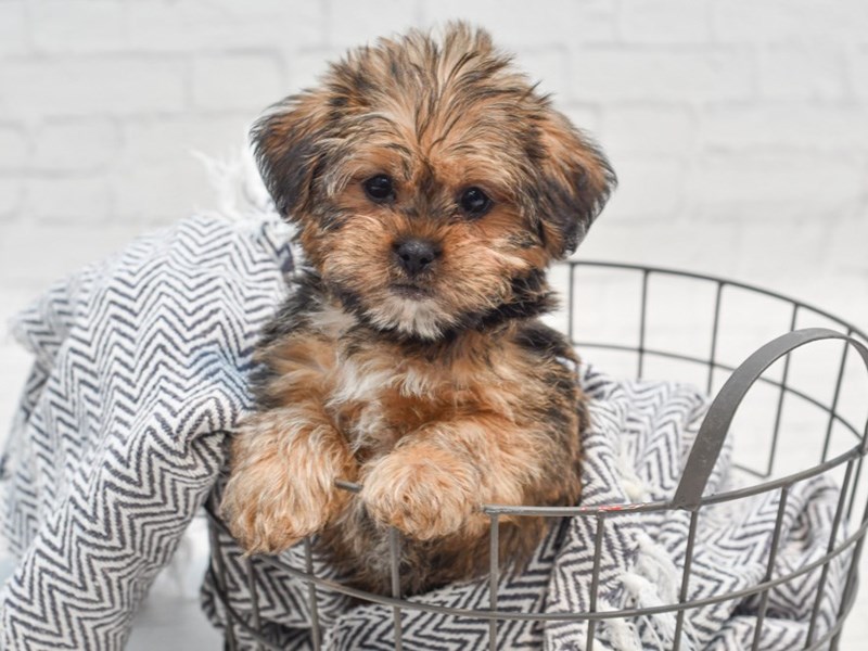[#36199] Brown Male Shorkie Puppies For Sale #1