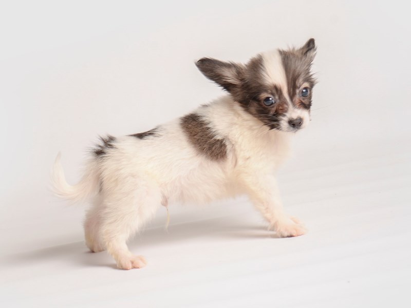 [#19995] Sable / White Male Papillon Puppies For Sale