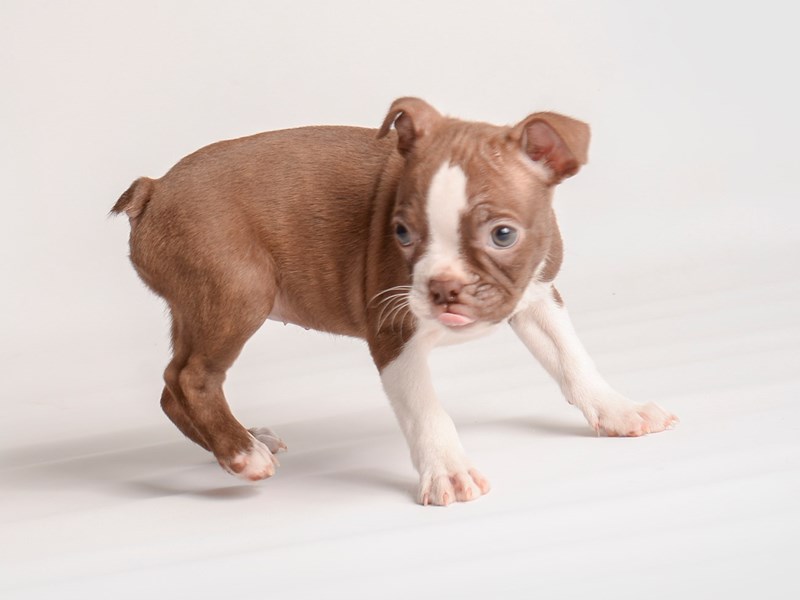 [#19992] Seal / White Female Boston Terrier Puppies For Sale