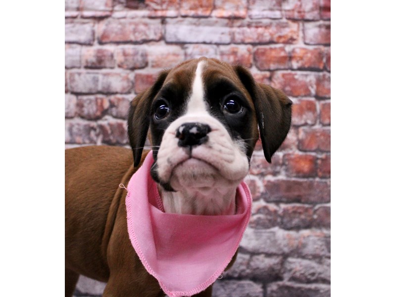 [#17664] Flashy Mahogany Female Boxer Puppies For Sale